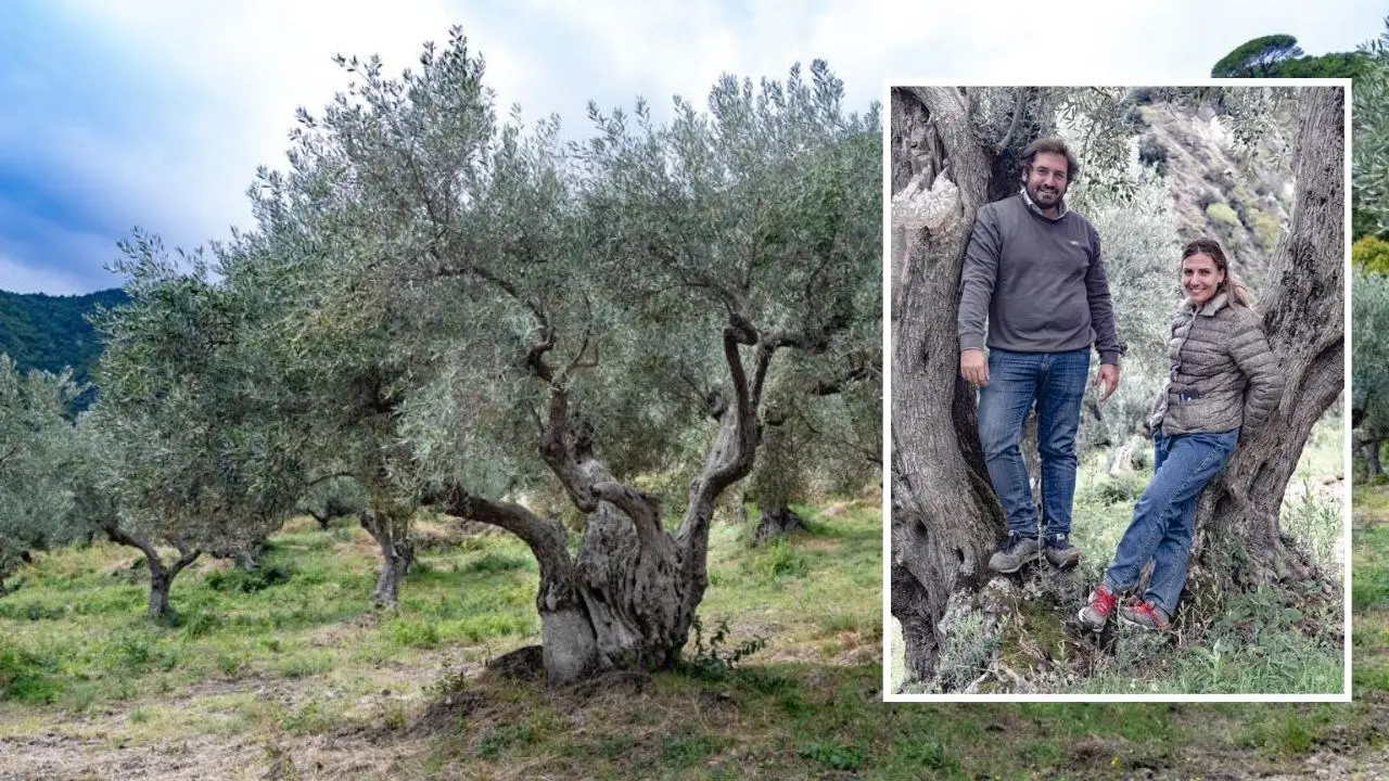 Lasciano tutto per recuperare l’uliveto di famiglia, l’olio prodotto dalla loro azienda premiato da Gambero Rosso