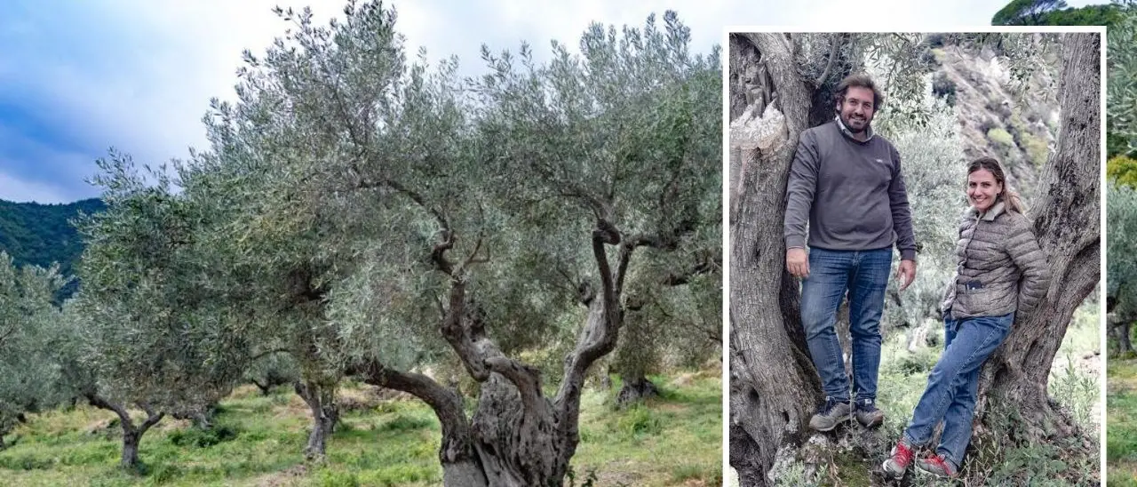 Lasciano tutto per recuperare l’uliveto di famiglia, l’olio prodotto dalla loro azienda premiato da Gambero Rosso