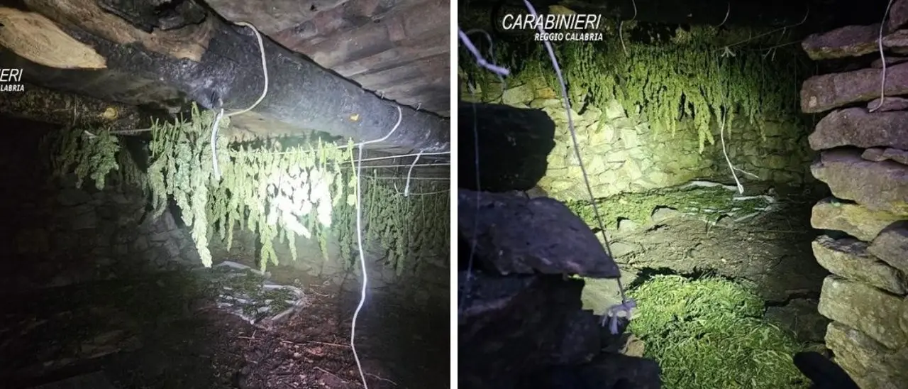 Droga, 24enne arrestato nel Reggino: in un casolare custodiva piante di canapa e 15 chili di marijuana