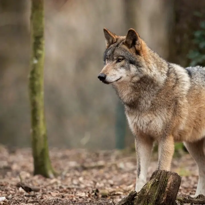 Wolfnext, prosegue il monitoraggio del lupo nel Parco Nazionale dell’Aspromonte