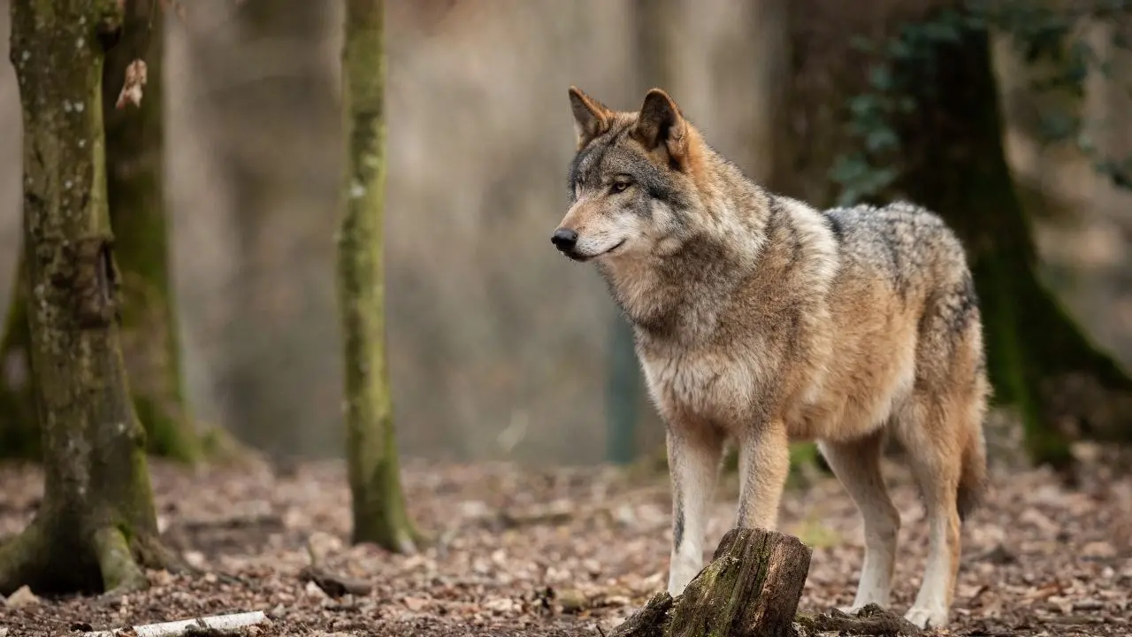 Wolfnext, prosegue il monitoraggio del lupo nel Parco Nazionale dell’Aspromonte