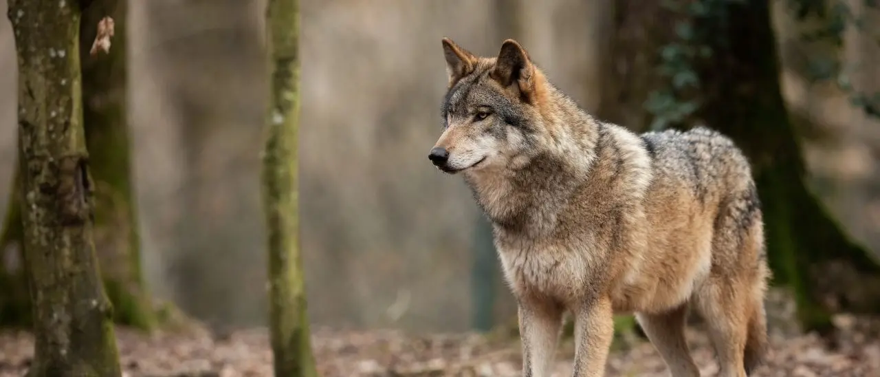 Wolfnext, prosegue il monitoraggio del lupo nel Parco Nazionale dell’Aspromonte