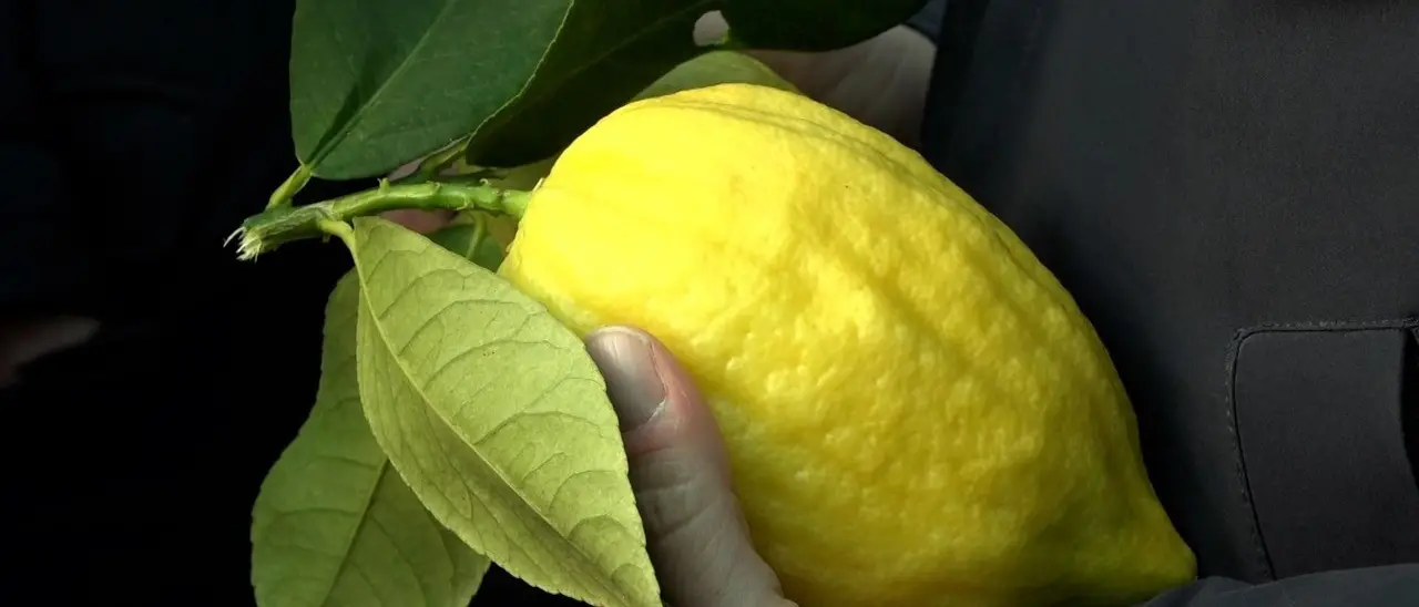 In Calabria la raccolta dei cedri “sacri” per la Festa ebraica delle capanne