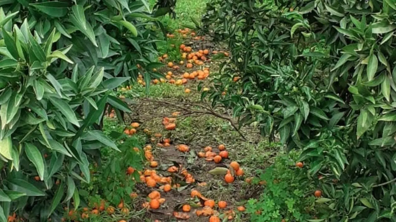 Le insidie degli agricoltori della Sibaritide e Pollino: dall’aumento dei costi di produzione al dominio della grande distribuzione