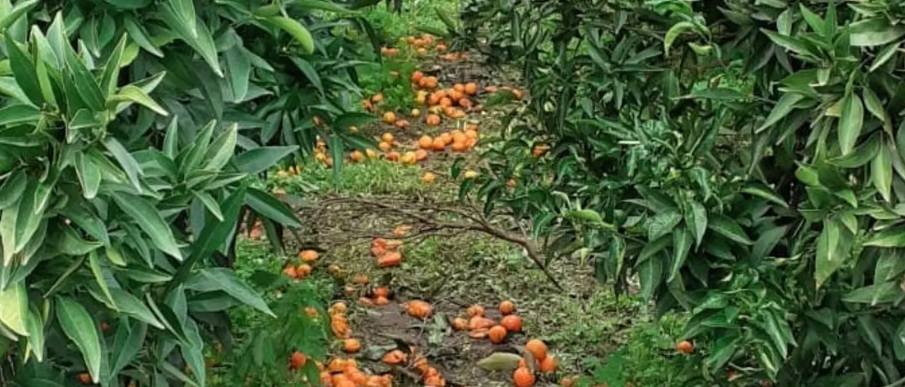 Le insidie degli agricoltori della Sibaritide e Pollino: dall’aumento dei costi di produzione al dominio della grande distribuzione