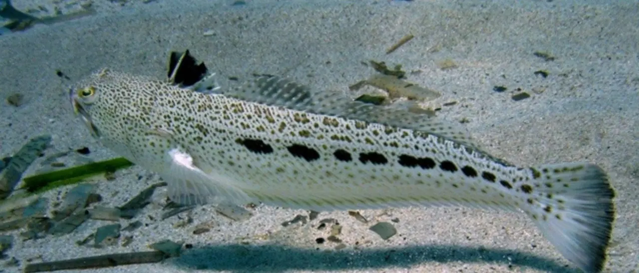 Corigliano Rossano, punto da un pesce tracina si mette in auto e corre in ospedale ma causa diversi incidenti