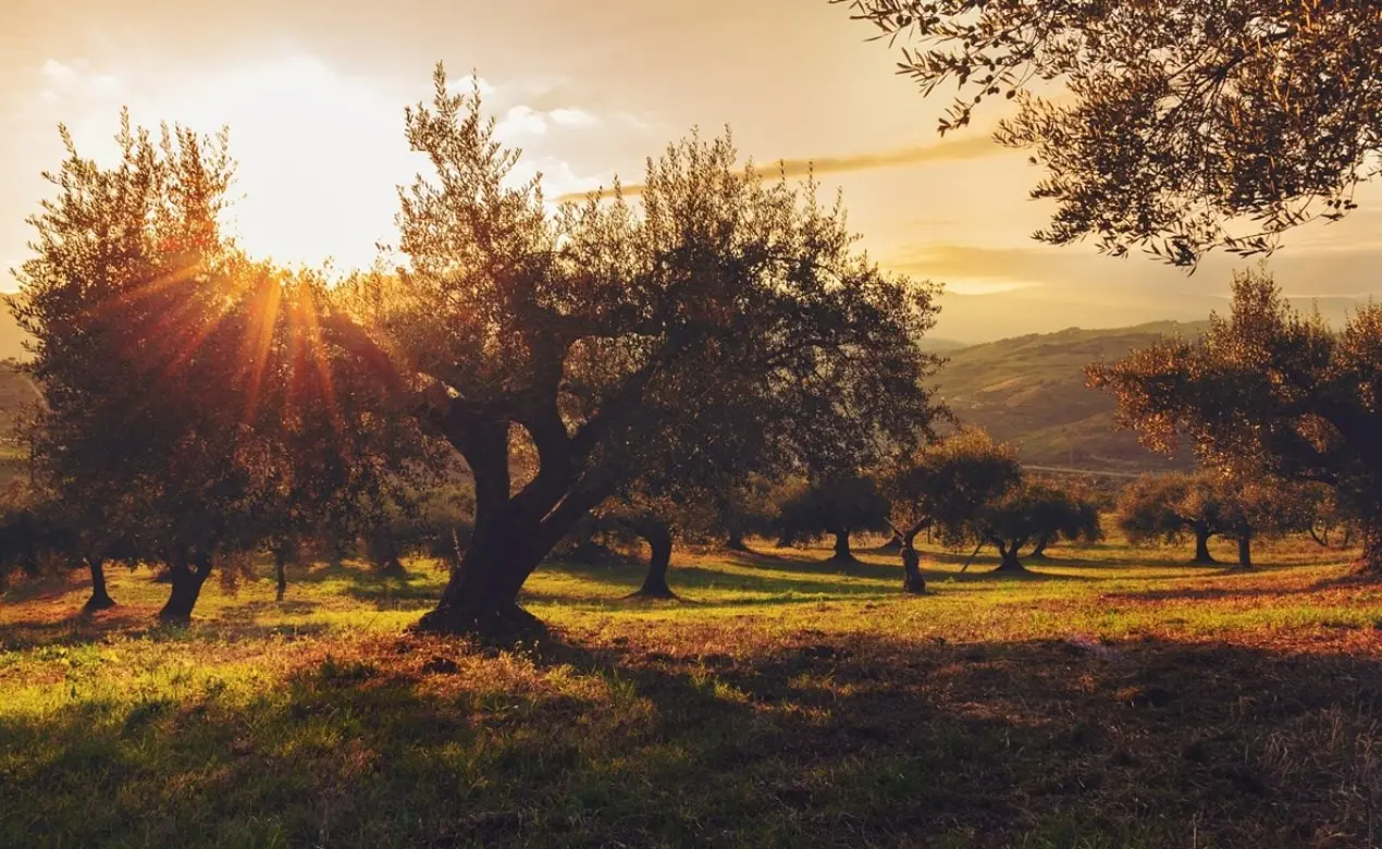 Caldo e siccità mettono a rischio la campagna olivicola, i produttori cosentini: «Aziende lasciate sole»