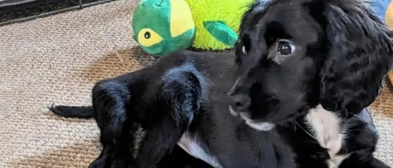 Cagnolina con sei zampe abbandonata in un parcheggio: gara di solidarietà per curarla e darle una casa