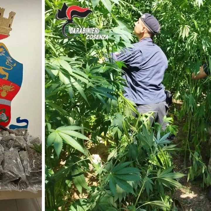 Scovate nel Cosentino 130 piante di marijuana: arrestato 61enne colto in flagranza di reato