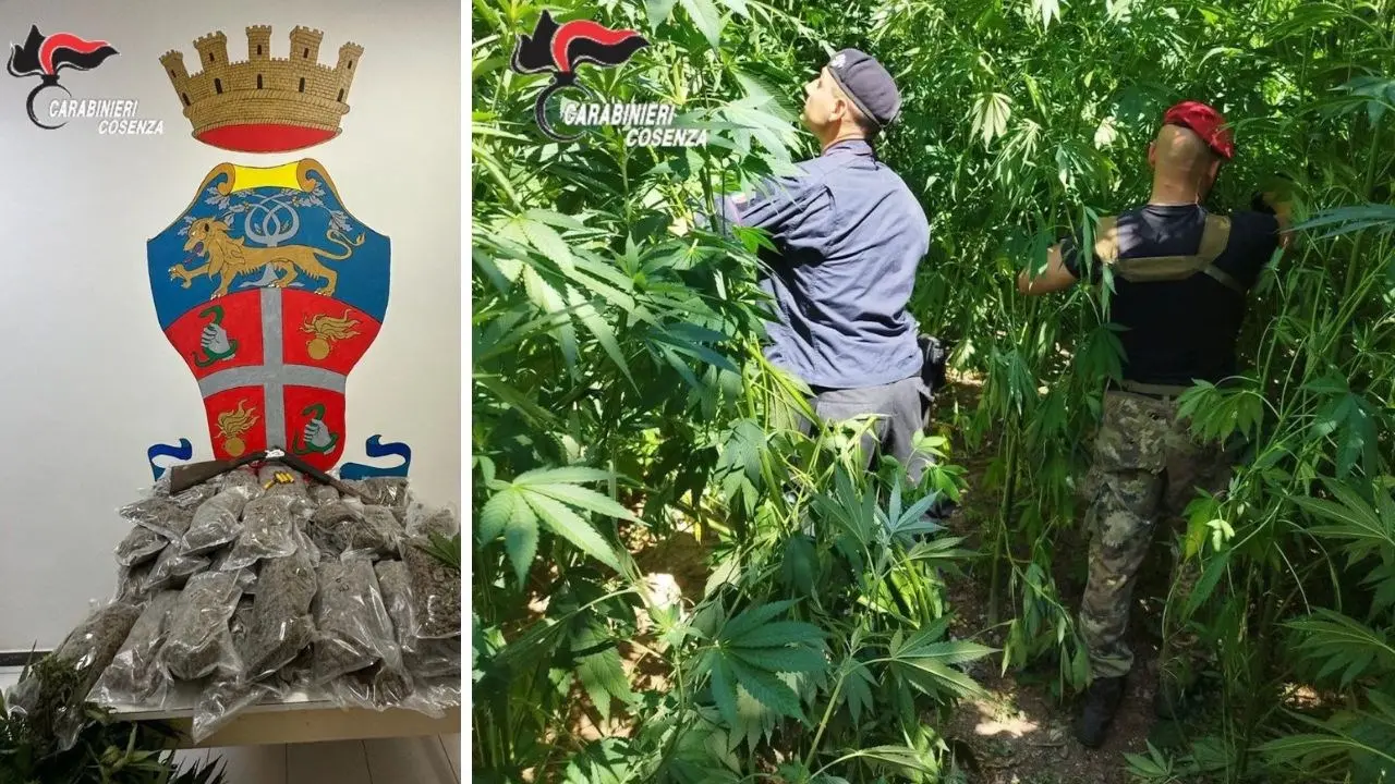 Scovate nel Cosentino 130 piante di marijuana: arrestato 61enne colto in flagranza di reato