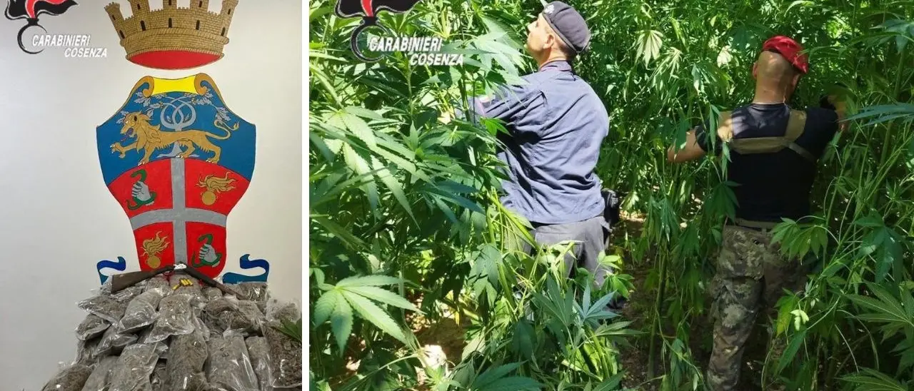 Scovate nel Cosentino 130 piante di marijuana: arrestato 61enne colto in flagranza di reato