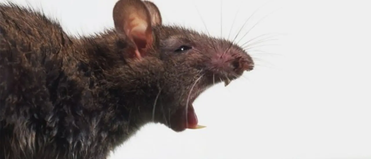 Anziana aggredita da un ratto e morsa più volte al viso mentre era in ascensore