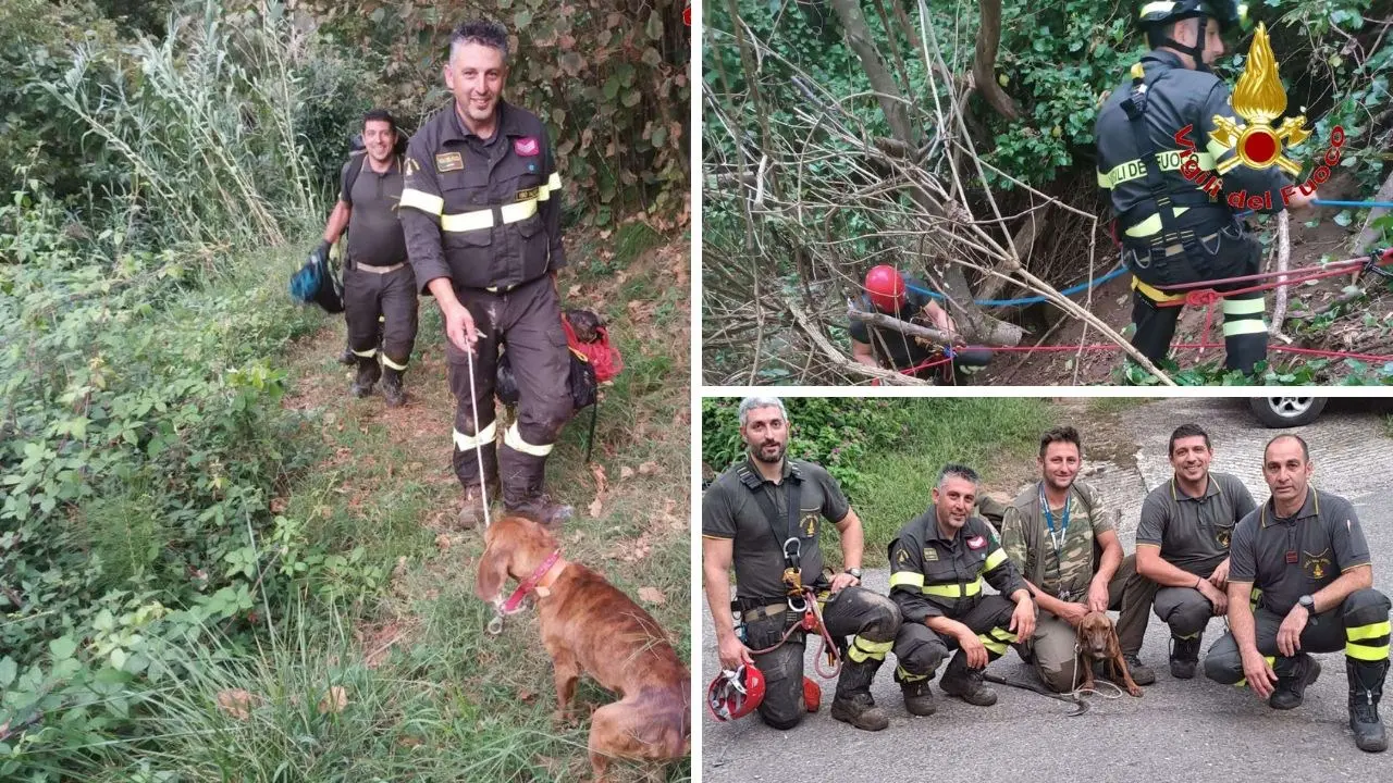 Cane cade in un dirupo di 20 metri nel Vibonese: salvato dai vigili del fuoco