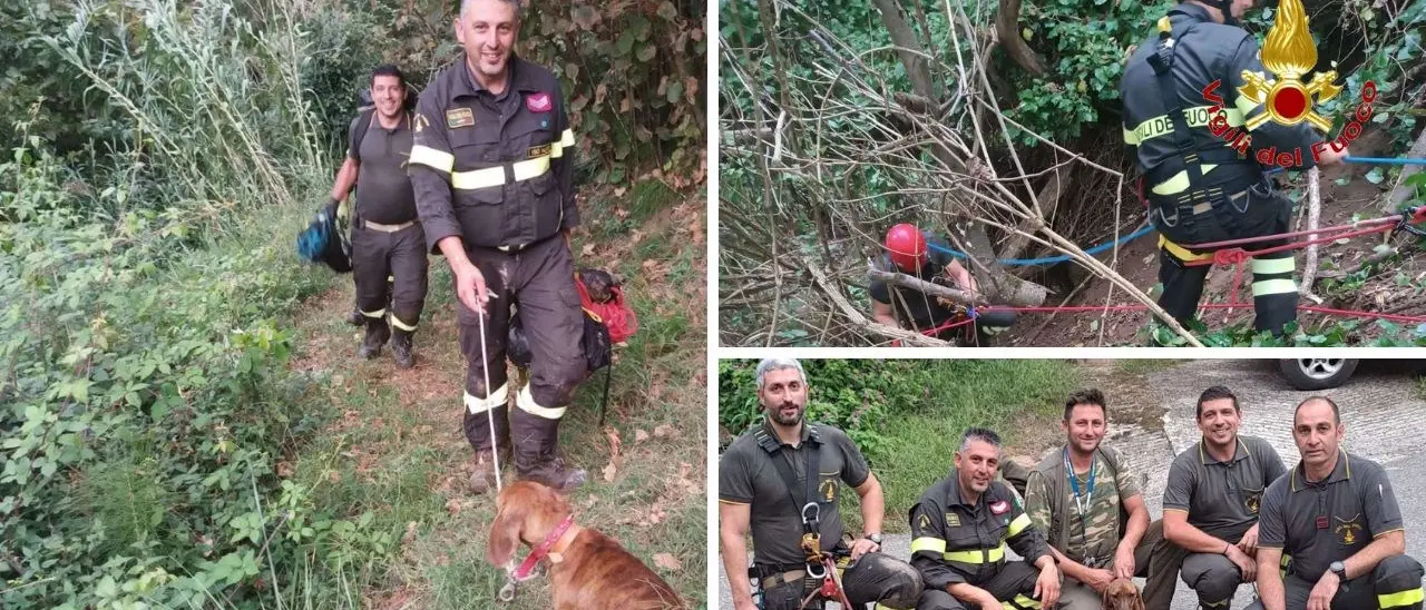 Cane cade in un dirupo di 20 metri nel Vibonese: salvato dai vigili del fuoco