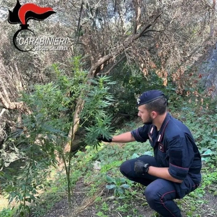 Scovata piantagione di marijuana nel Reggino: arrestate due persone