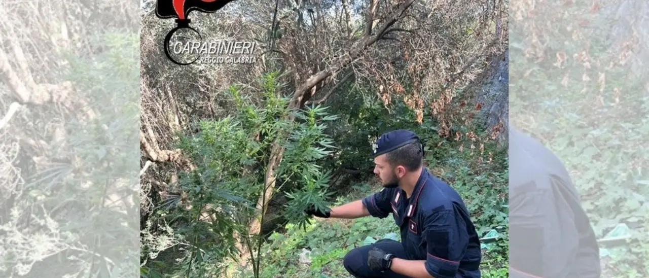 Scovata piantagione di marijuana nel Reggino: arrestate due persone