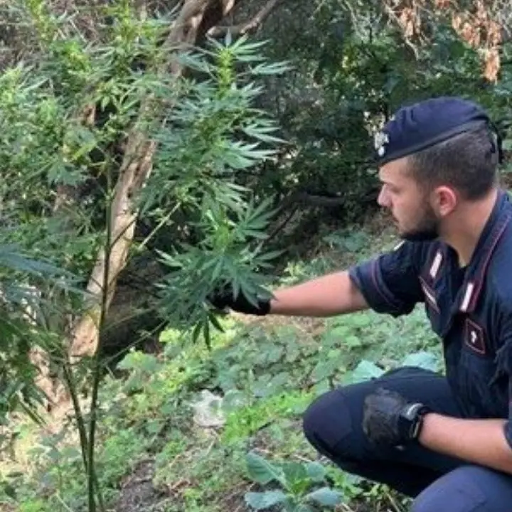 Bivongi, coltivavano piante di marijuana: arrestati un 64enne e un 45enne