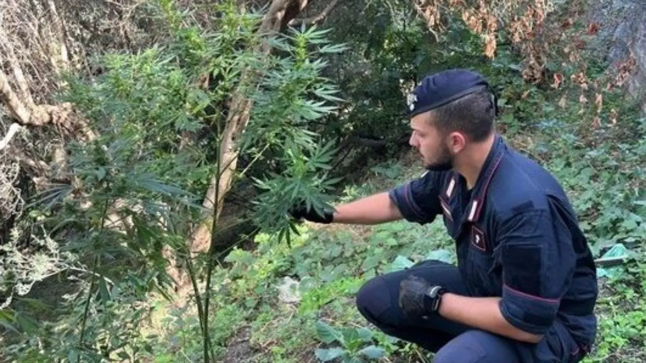 Bivongi, coltivavano piante di marijuana: arrestati un 64enne e un 45enne
