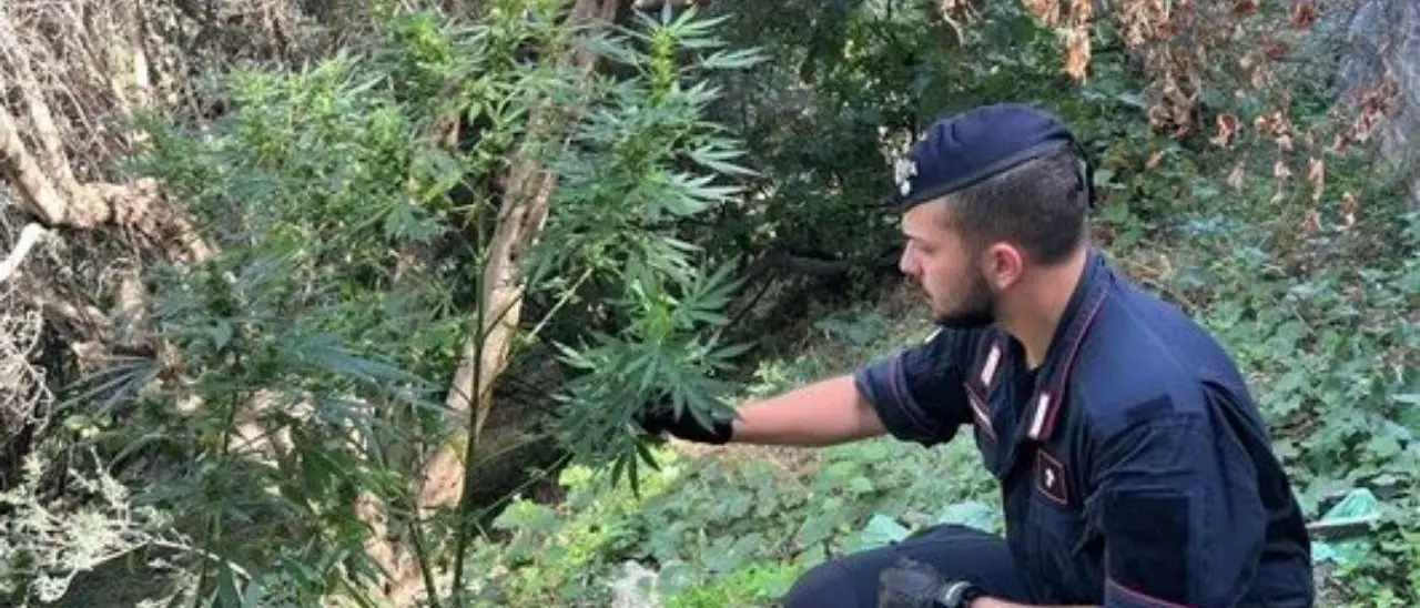 Bivongi, coltivavano piante di marijuana: arrestati un 64enne e un 45enne