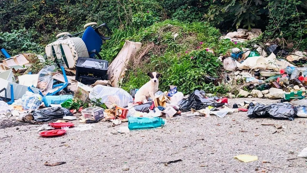 Cucciolo trovato in una discarica abusiva adottato dal dronista che stava monitorando il territorio