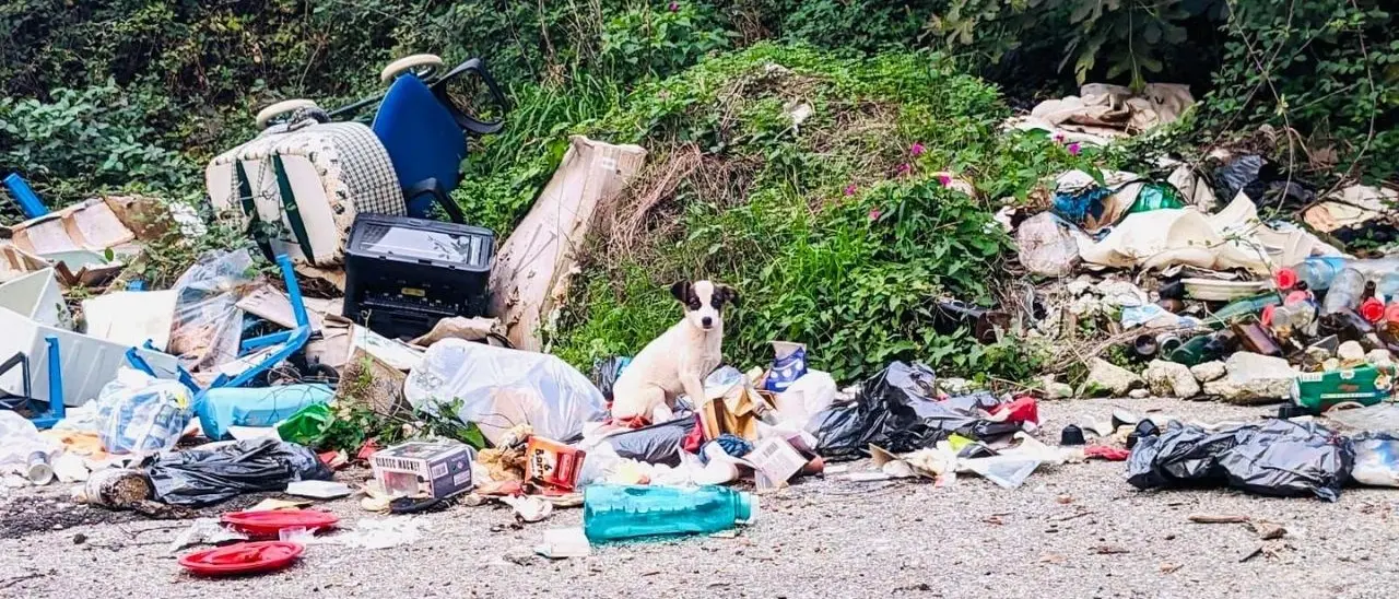 Cucciolo trovato in una discarica abusiva adottato dal dronista che stava monitorando il territorio