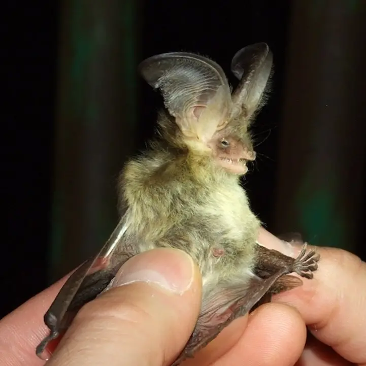 I pipistrelli dell’Aspromonte, progetto del Parco a protezione di una specie a rischio