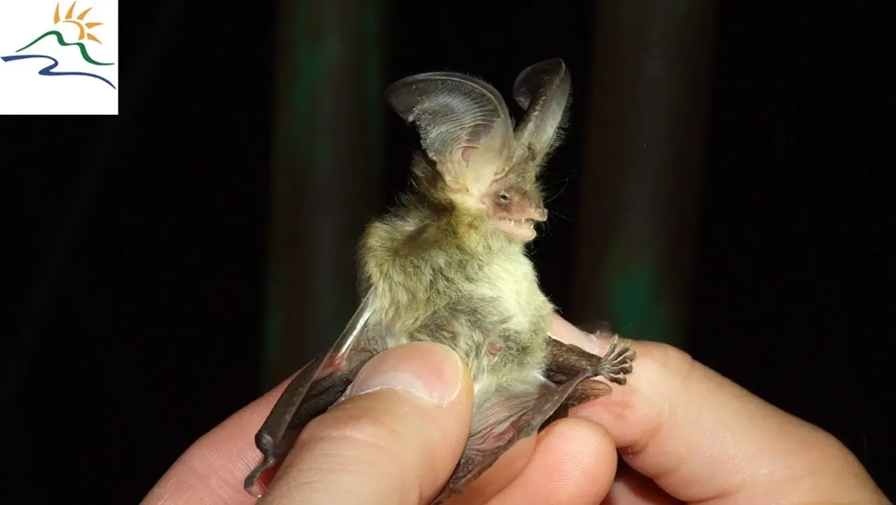 I pipistrelli dell’Aspromonte, progetto del Parco a protezione di una specie a rischio