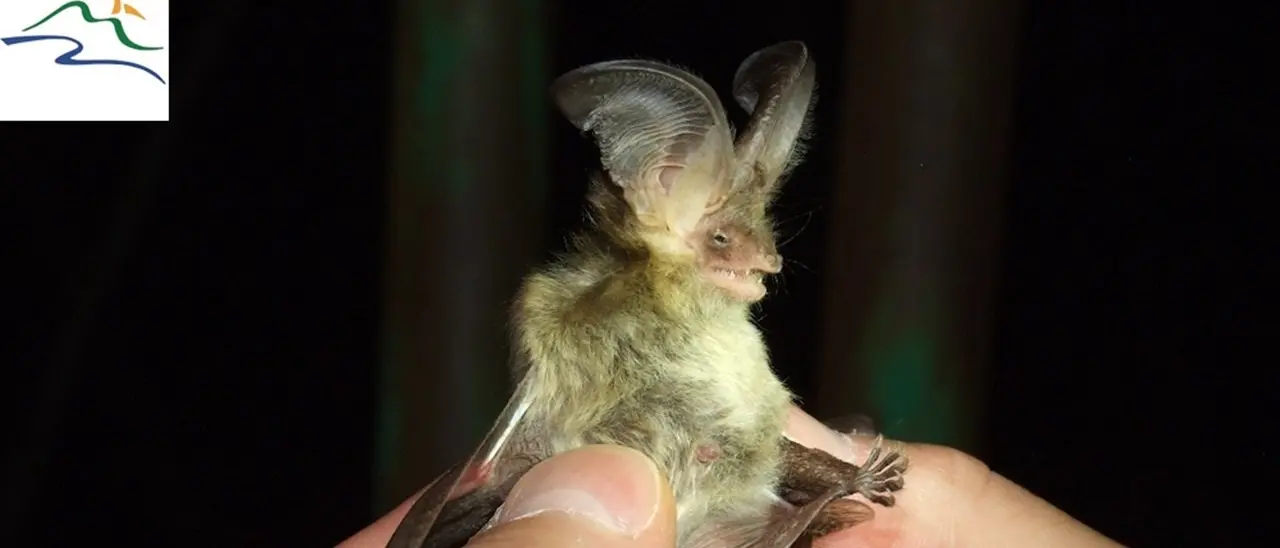 I pipistrelli dell’Aspromonte, progetto del Parco a protezione di una specie a rischio