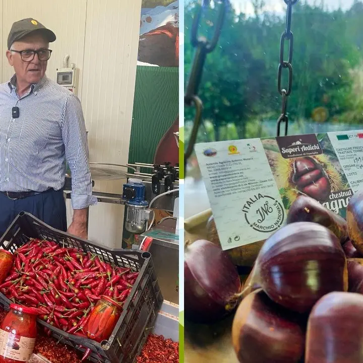 Castagne e salsa della nonna, gli antichi sapori calabresi conquistano anche i mercati internazionali