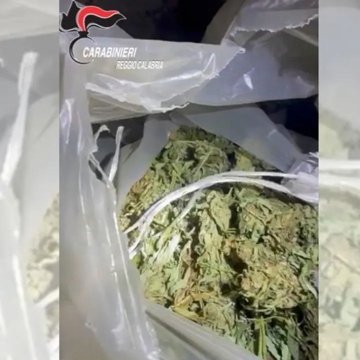 Trovati quindici chili di marijuana in un casolare abbandonato nel Reggino