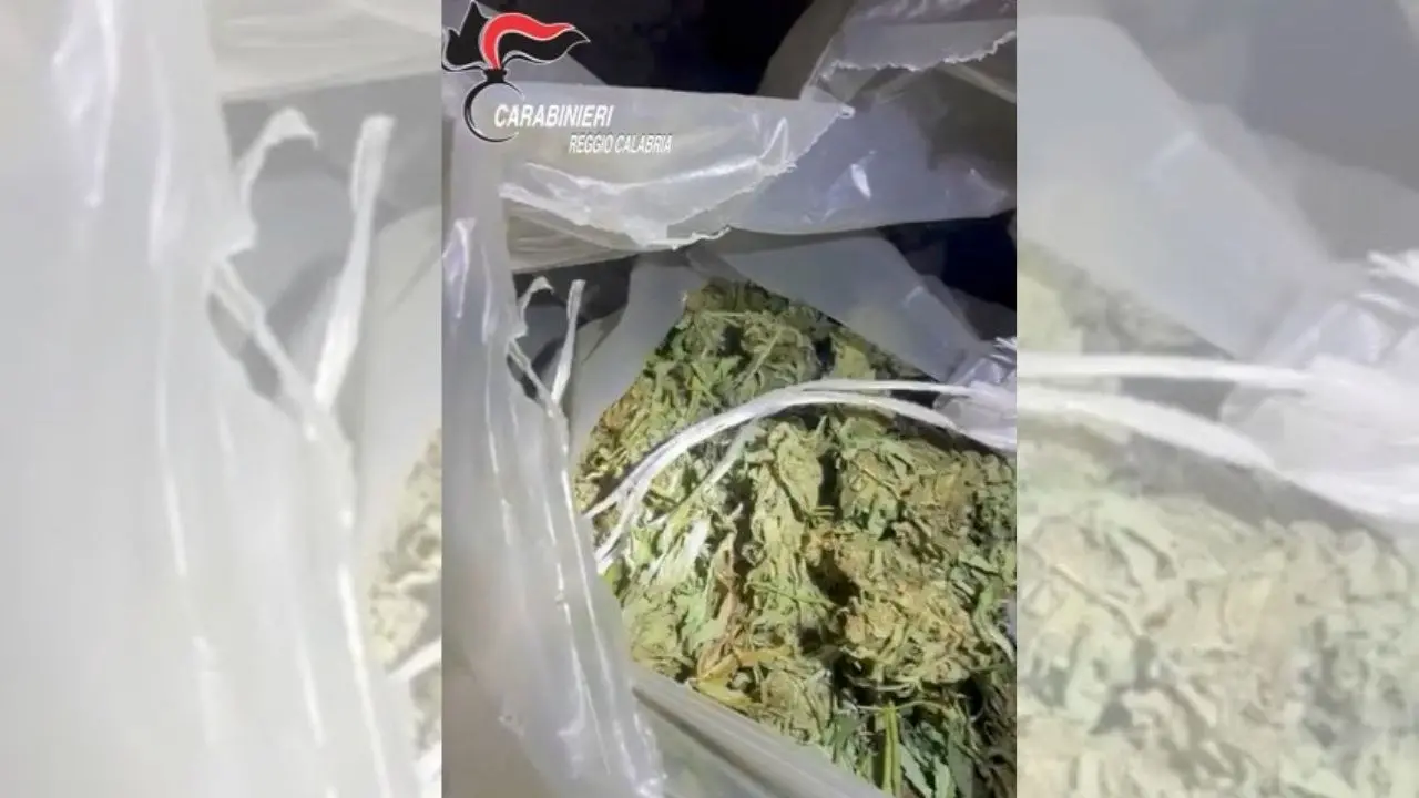 Trovati quindici chili di marijuana in un casolare abbandonato nel Reggino