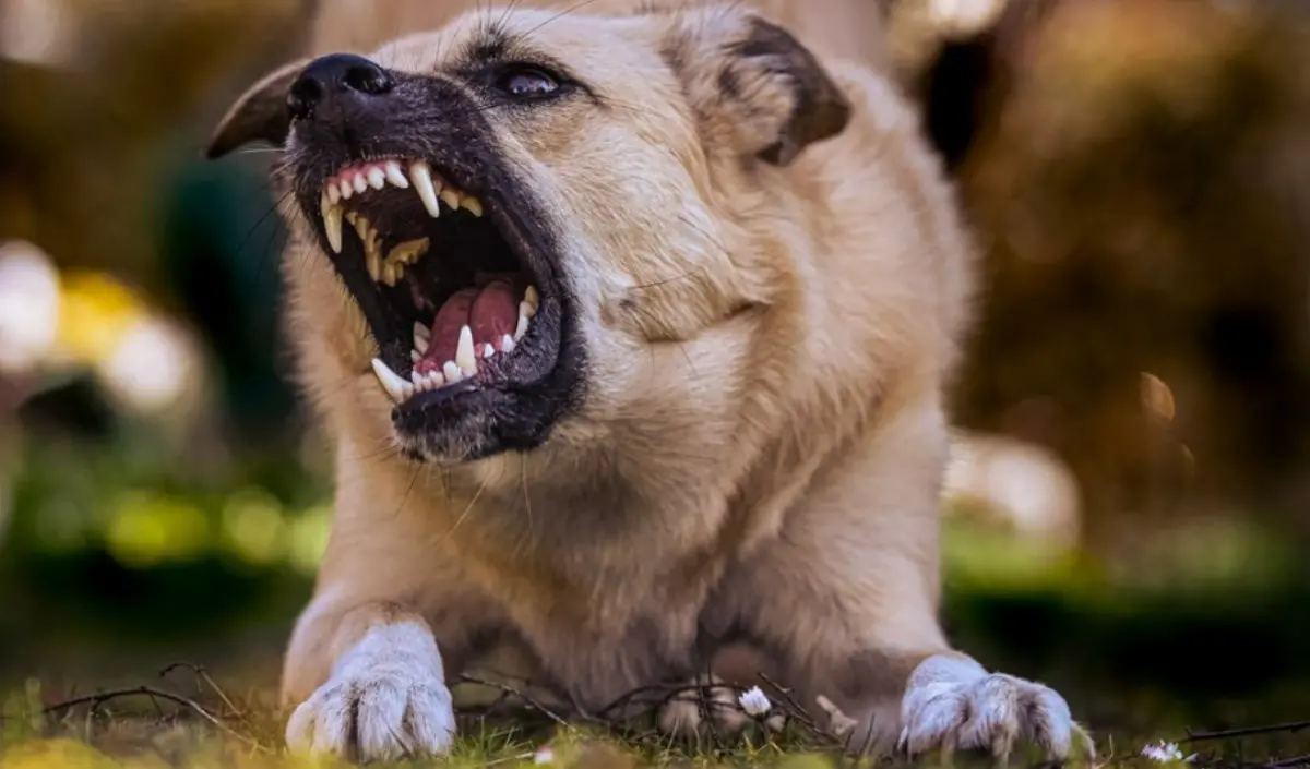 Anziana aggredita e uccisa da un cane mentre cammina per strada, tre indagati nel Pavese