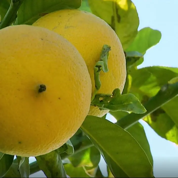 Bergarè pronto a partire, giovedì a Reggio Calabria taglio del nastro per l’evento tutto dedicato al bergamotto