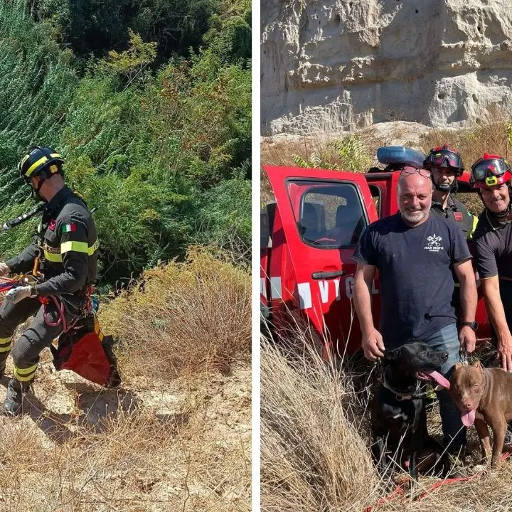 Due pitbull cadono in un burrone di oltre 30 metri nel Vibonese, salvati dai vigili del fuoco