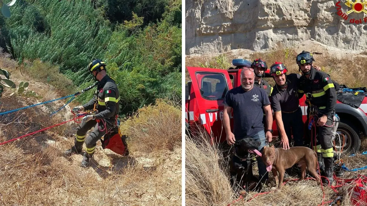 Due pitbull cadono in un burrone di oltre 30 metri nel Vibonese, salvati dai vigili del fuoco