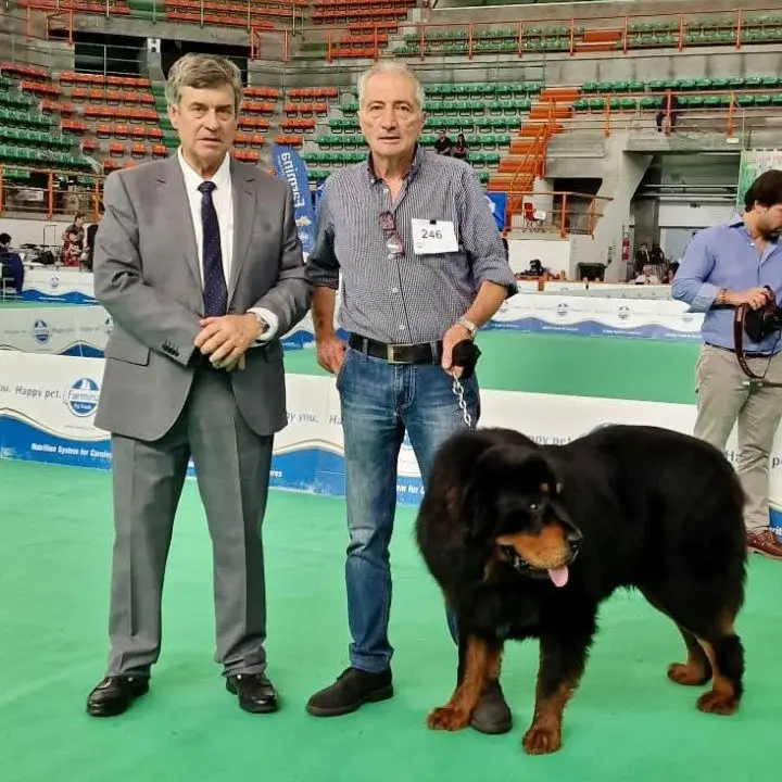 Vittoria per… Victory, il cane Tibetan Mastiff allevato in Calabria diventa campione d’Italia