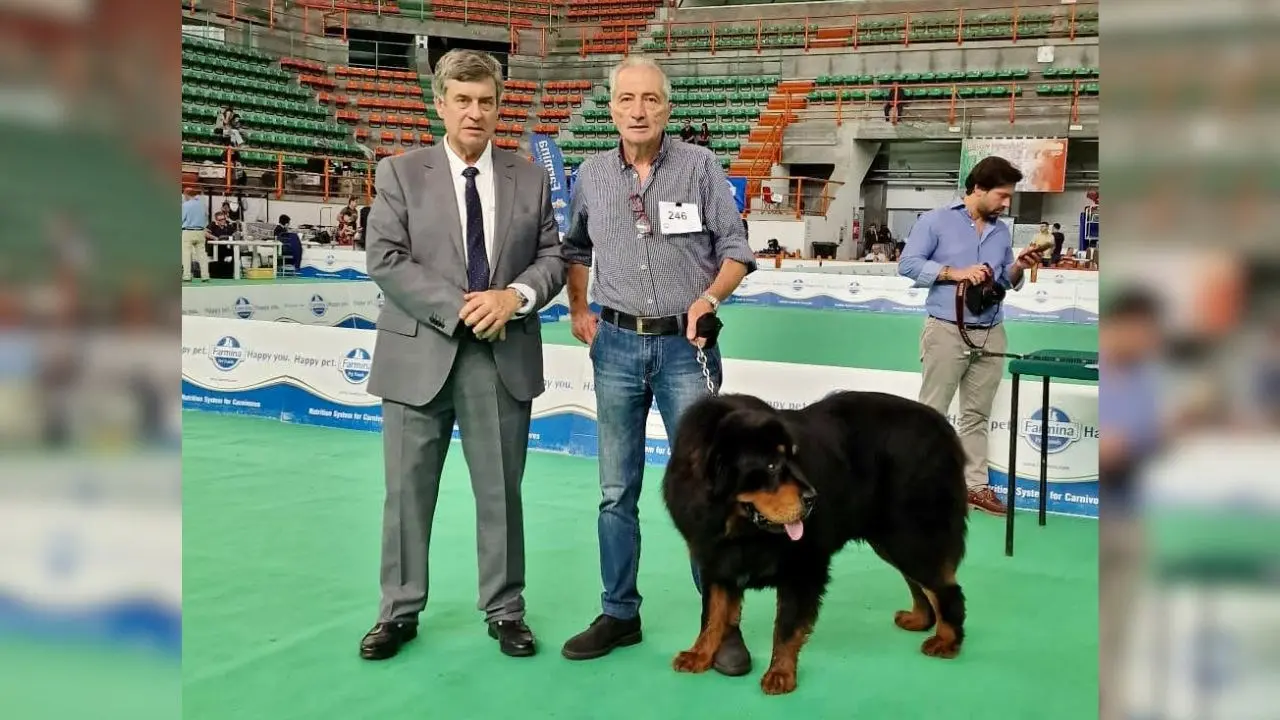 Vittoria per… Victory, il cane Tibetan Mastiff allevato in Calabria diventa campione d’Italia