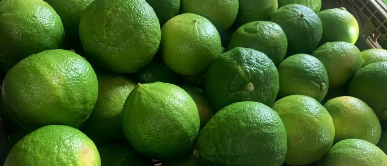 Reggio Calabria celebra il bergamotto con laboratori di cucina, workshop sulla profumeria e tour nelle coltivazioni