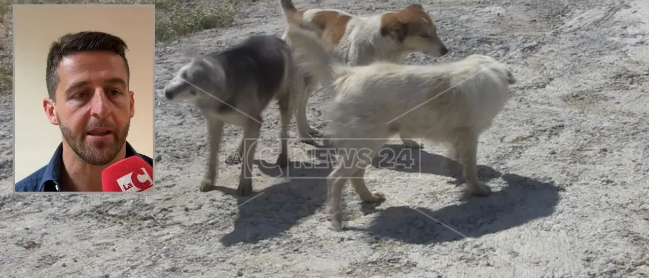 Corigliano Rossano, il sindaco Flavio Stasi firma l’ordinanza contro il randagismo