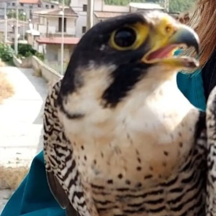 Reggio Calabria, curato e liberato un falco pellegrino ferito dai bracconieri