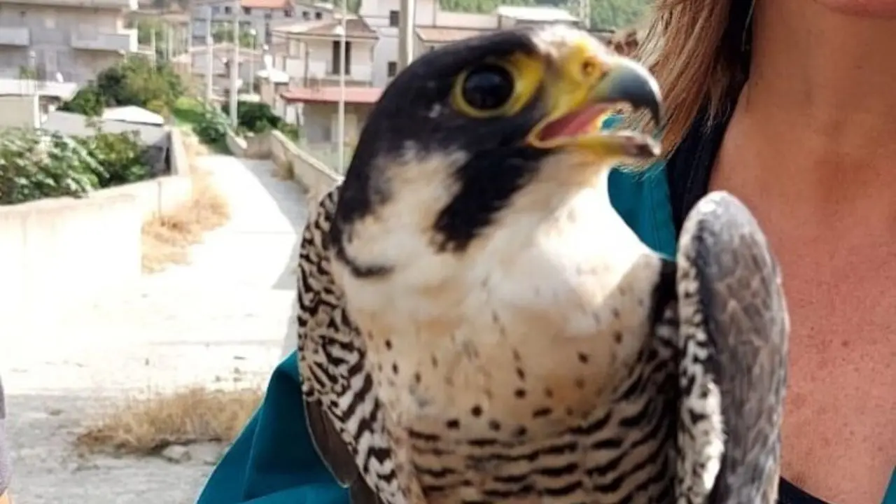 Reggio Calabria, curato e liberato un falco pellegrino ferito dai bracconieri