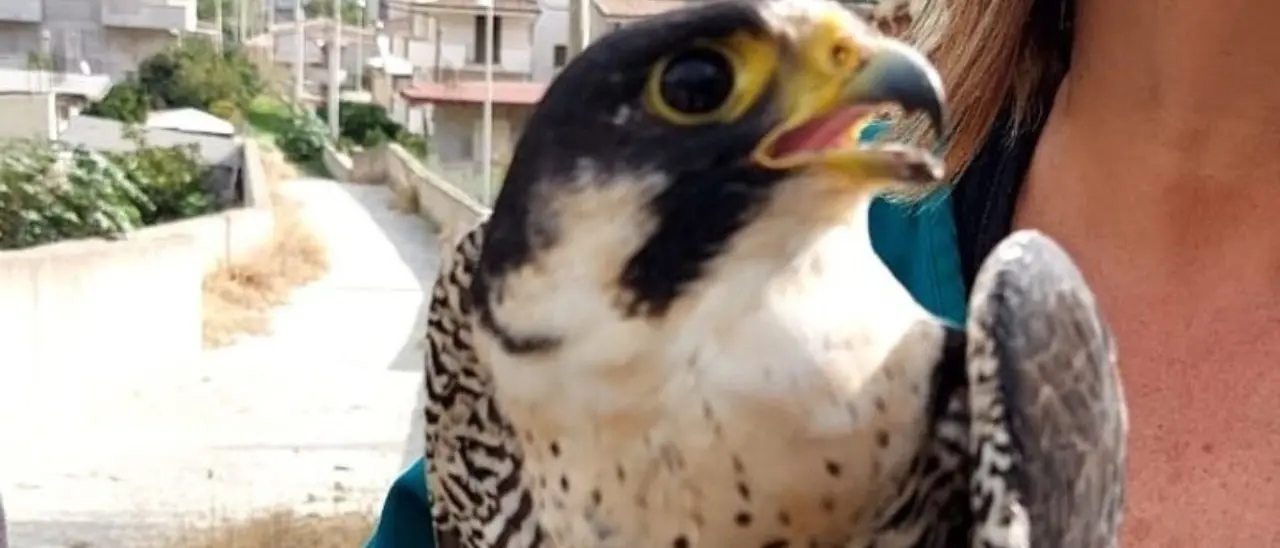 Reggio Calabria, curato e liberato un falco pellegrino ferito dai bracconieri
