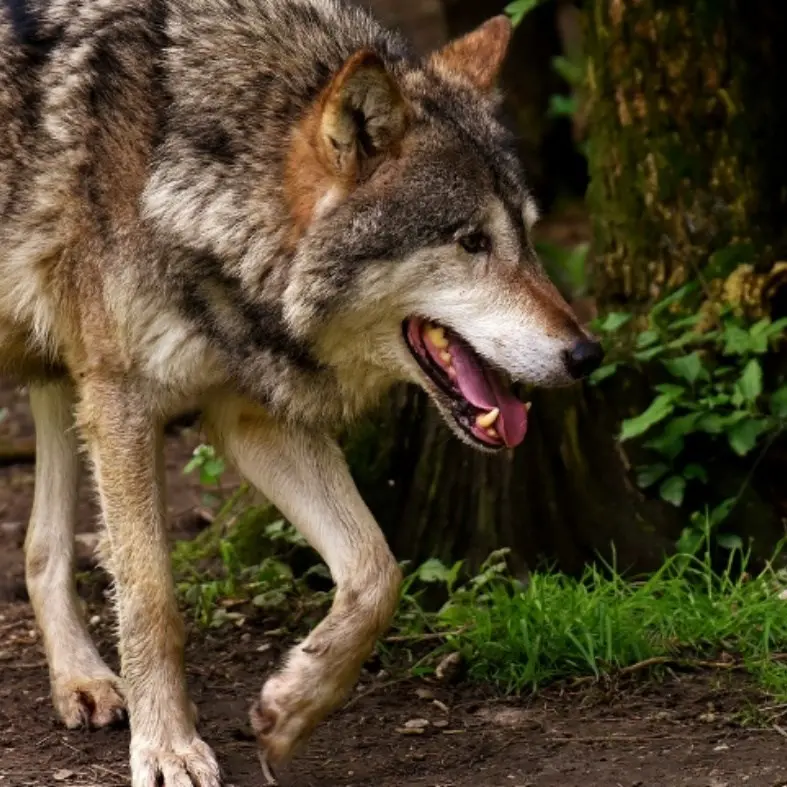 Lupi attaccano e uccidono 26 pecore in Aspromonte, il pastore costretto a rifugiarsi in auto