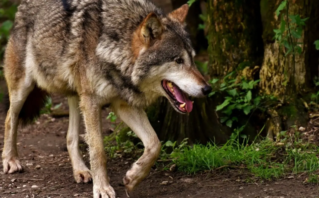 Lupi attaccano e uccidono 26 pecore in Aspromonte, il pastore costretto a rifugiarsi in auto