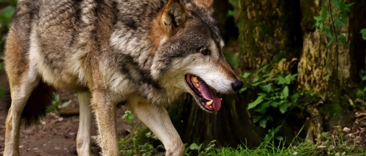 Lupi attaccano e uccidono 26 pecore in Aspromonte, il pastore costretto a rifugiarsi in auto