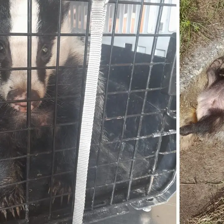 Tasso ferito recuperato per strada alle porte di Vibo Valentia e trasportato al Cras di Catanzaro