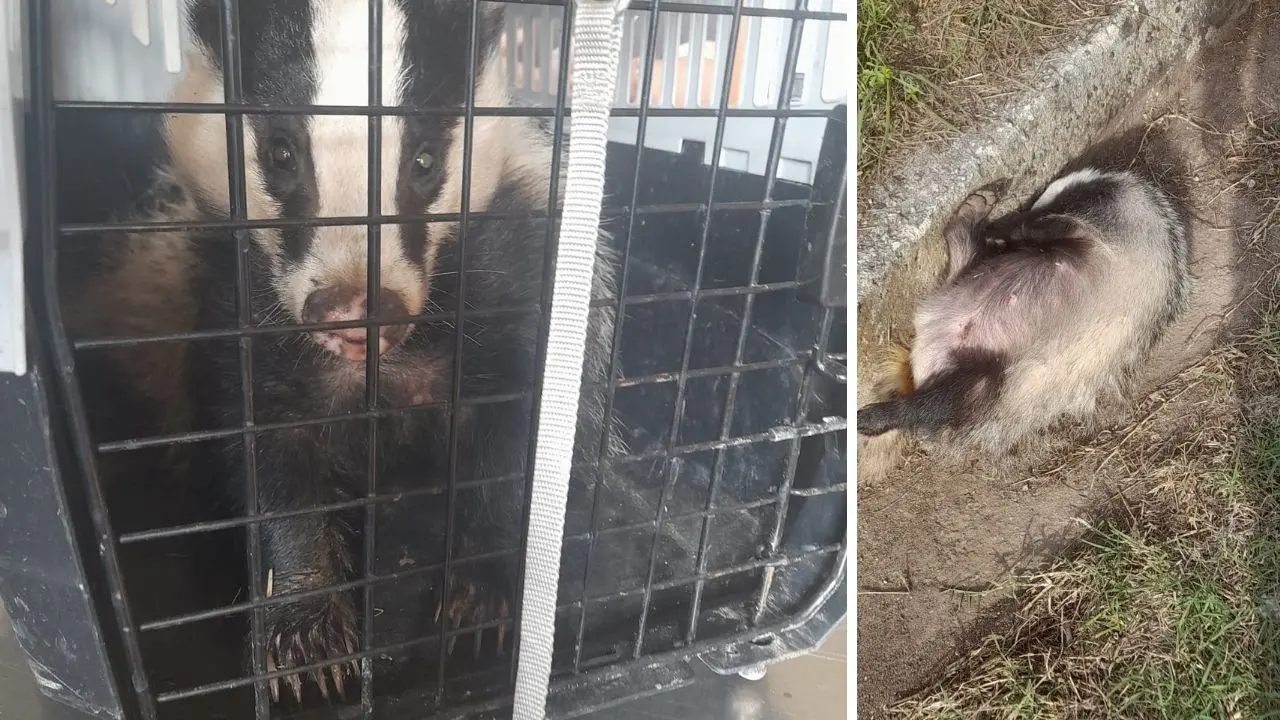 Tasso ferito recuperato per strada alle porte di Vibo Valentia e trasportato al Cras di Catanzaro