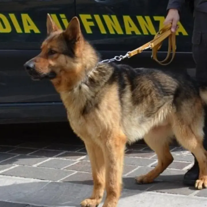Il cane della finanza scopre 5,5 chili di cocaina nella sua auto: arrestato corriere della droga sull’A2 in prossimità di Falerna