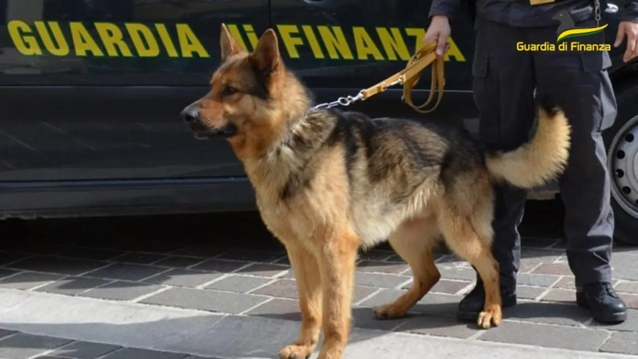 Il cane della finanza scopre 5,5 chili di cocaina nella sua auto: arrestato corriere della droga sull’A2 in prossimità di Falerna