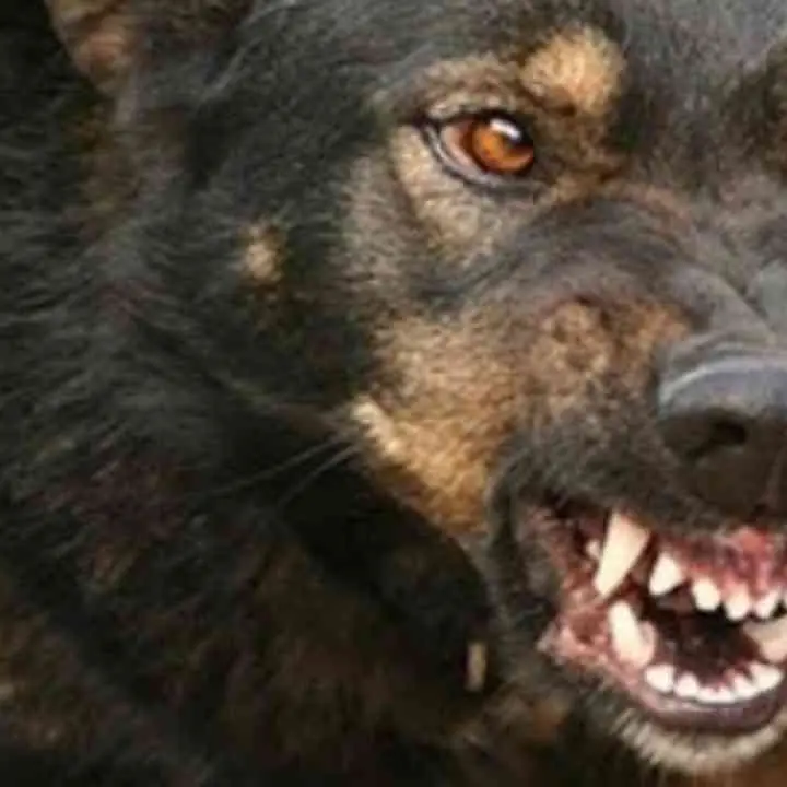 Spara a un gatto e lo lascia sbranare dai suoi tre cani, poi pubblica il video su Tik Tok: uomo denunciato nel Palermitano